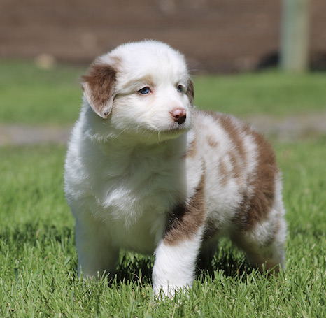 Adorable white and light brown puppy standing on green grass outdoors, looking to the side.