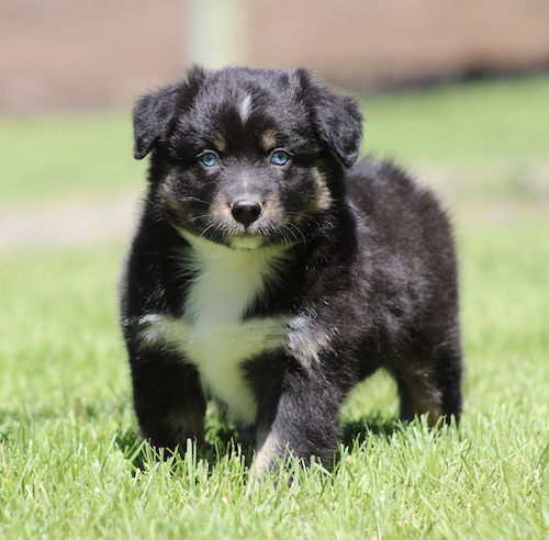 Young black-and-white puppy standing on green grass with a white chest and blue eyes.