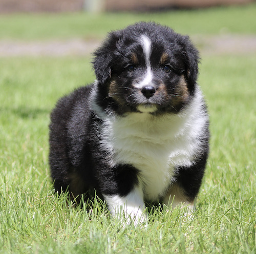 Tricolor puppy (black, white, and tan) standing on green grass, facing the camera.