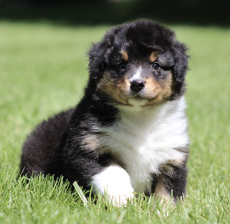 Tri-color Australian Shepherd puppy sitting on green grass, looking at the camera.