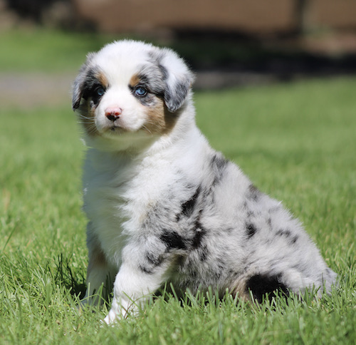 Australian Shepherd puppy with a merle coat sits on green grass, looking at the camera.