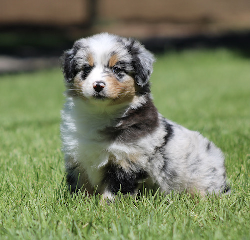 Fluffy Australian Shepherd puppy sitting on green grass and looking at the camera