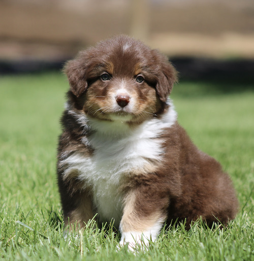 Brown and white puppy sitting on green grass, looking at the camera.