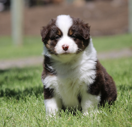 Cute brown-and-white puppy sitting on green grass and looking at the camera on a sunny day.