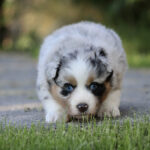 Fluffy merle-colored puppy with blue eyes crouching on a grassy path and looking toward the camera.