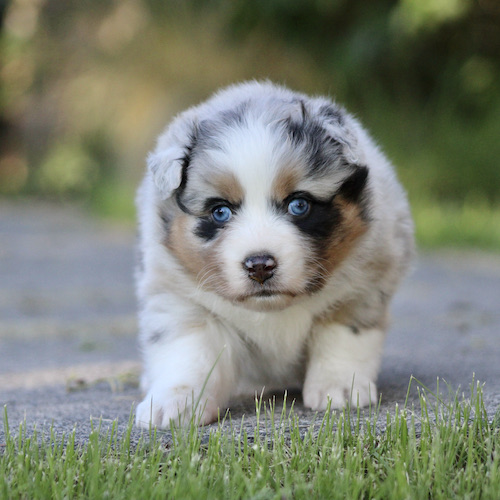 Fluffy Australian Shepherd puppy with striking blue eyes walking toward the camera on a grassy path.