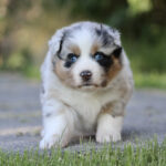 Australian shepherd puppy with blue eyes walking toward the camera on a sidewalk with grass nearby