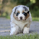Puppy with blue eyes and a fluffy tri-color coat walking toward the camera on a grassy path outdoors.