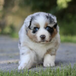 Cute young puppy with blue eyes walking toward the camera on a grassy path with a blurred outdoor background.