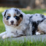 Australian Shepherd puppy with blue eyes resting on a grassy lawn beside a sidewalk.