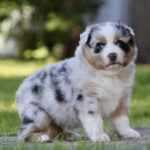 Fluffy Australian Shepherd puppy with blue eyes sitting on a sunlit grassy yard outside.