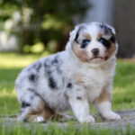 Young Australian Shepherd puppy with blue eyes standing on grass outdoors, looking at the camera.