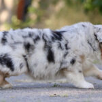 Fluffy blue merle Australian Shepherd puppy walking on a paved path with green foliage in the background.