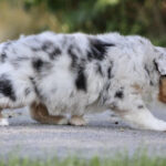 Fluffy merle‑colored puppy walking on a paved path, sniffing the ground.