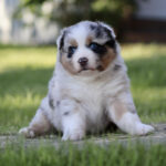 Australian Shepherd puppy sitting on grass, blue eyes and fluffy fur near a sunny yard edge.