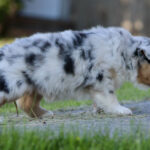 Young blue merle Australian Shepherd puppy walking on a sidewalk with grass nearby.