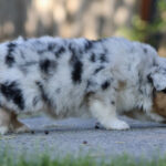 Merle-patterned puppy walking along a paved path outdoors.