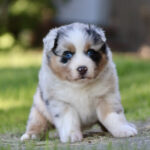 Fluffy puppy with blue eyes sitting on grass and looking at the camera.
