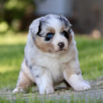 Cute fluffy Australian Shepherd puppy sitting on grass, blue eyes and tri-color coat (white, black, tan).