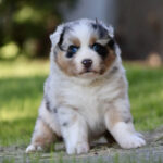 Cute fluffy puppy with blue eyes sitting on grass outdoors.