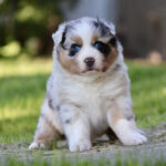 Cute Australian Shepherd puppy with blue eyes sitting on grass outdoors.