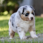Australian Shepherd puppy standing on grass outdoors, blue eyes and merle coat visible.