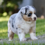 Blue merle Australian Shepherd puppy standing on grass, fluffy coat with black and tan markings, looking to the right.