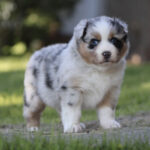 Merle Australian Shepherd puppy with blue eyes standing on grass outdoors.