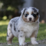 Fluffy Australian Shepherd puppy standing on grass outdoors, with merle white and gray fur and blue eyes.