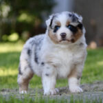 Australian Shepherd puppy with blue eyes standing on grass outdoors, fluffy merle coat visible on a sunny day.