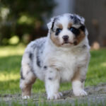 Fluffy Australian Shepherd puppy standing on grass, blue eyes and merle coat. It looks toward the camera in a sunlit yard.