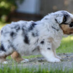 Fluffy Australian Shepherd puppy walking on a grassy lawn, profile view outdoors.
