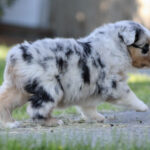Young merle-coated Australian Shepherd puppy walking along a sidewalk on a sunny day.
