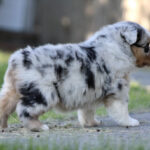Young merle Australian Shepherd puppy standing on a sidewalk, facing right.