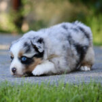 Fluffy Australian Shepherd puppy with blue eyes lying on a sidewalk, looking toward the camera.