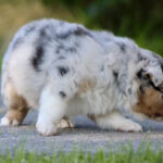 Fluffy merle-colored puppy walking on a paved path with grass nearby, nose to the ground.