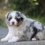Australian Shepherd puppy with blue eyes sitting on a path outdoors, fluffy merle coat visible in greenery behind.