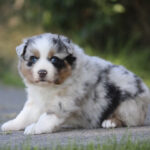 Adorable fluffy Australian Shepherd puppy with blue eyes sitting on a pavement outdoors.