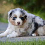 Australian Shepherd puppy with blue eyes sits on a grassy path, looking at the camera