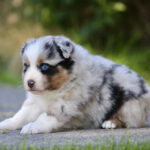 Fluffy Australian Shepherd puppy with blue eyes lying on a concrete path