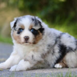 Australian Shepherd puppy with blue eyes lying on a pavement, fluffy tri‑color coat and curious expression, outdoors on a sunny day
