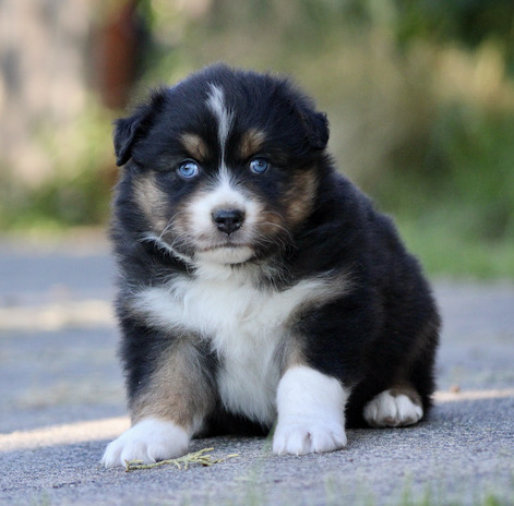Fluffy tricolor puppy with blue eyes sitting on a sunlit path, facing the camera.