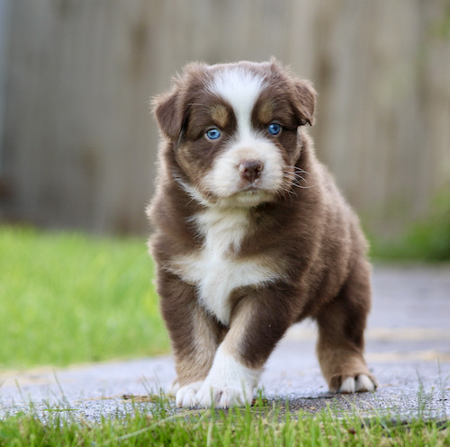 Brown and white puppy with blue eyes walking toward the camera on a sidewalk outdoors.