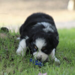 Young black-and-white puppy lying on grass, nibbling a blue toy bone.