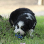 Fluffy black and white puppy outdoors on grass, sniffing a blue toy.