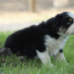 Cute black-and-white puppy sitting on green grass in a yard, looking to the right with a curious expression.