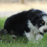 Black and white fluffy puppy crouching in grass, looking at the camera with a curious expression.