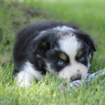 Cute black, white, and tan puppy with blue eyes lying in grass and playing with a colorful toy lyeing in a yard.