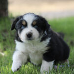 Fluffy black and white puppy with blue eyes walking toward the camera on green grass.
