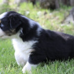 Black and white puppy lying in green grass outdoors, facing left.